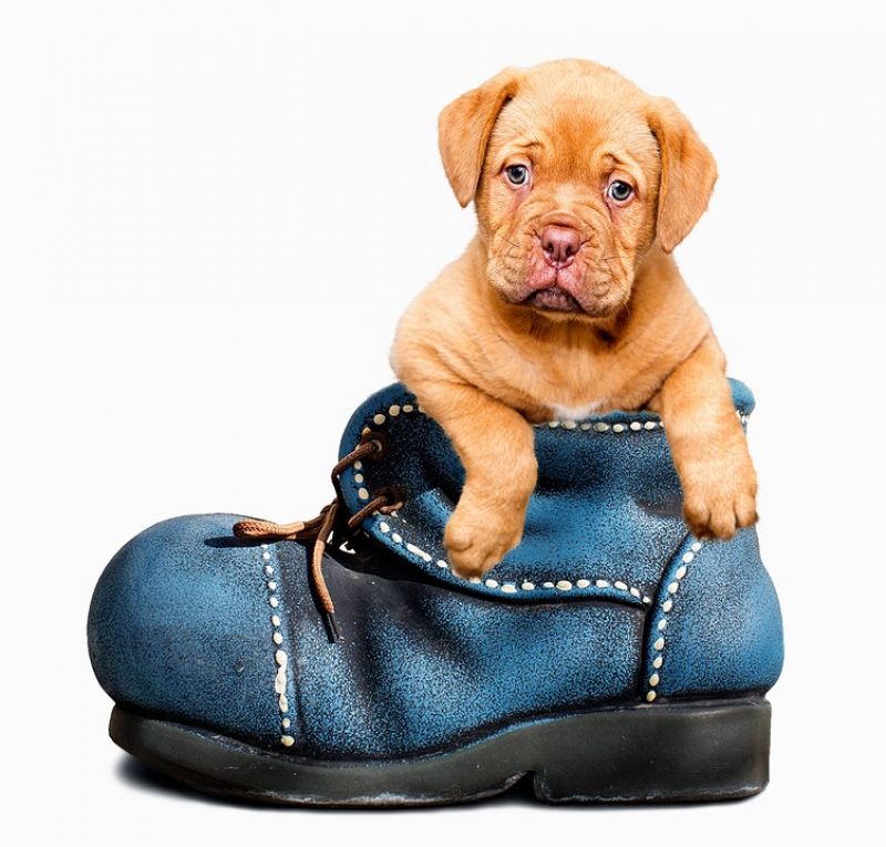 Cute pup looks on from inside a boot (Photo: Pixabay)