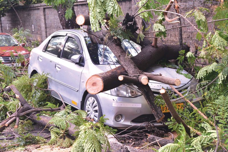 A taxi parked under a tree was badly damaged after the tree collapsed, one of the 95 uprooted in the rain.