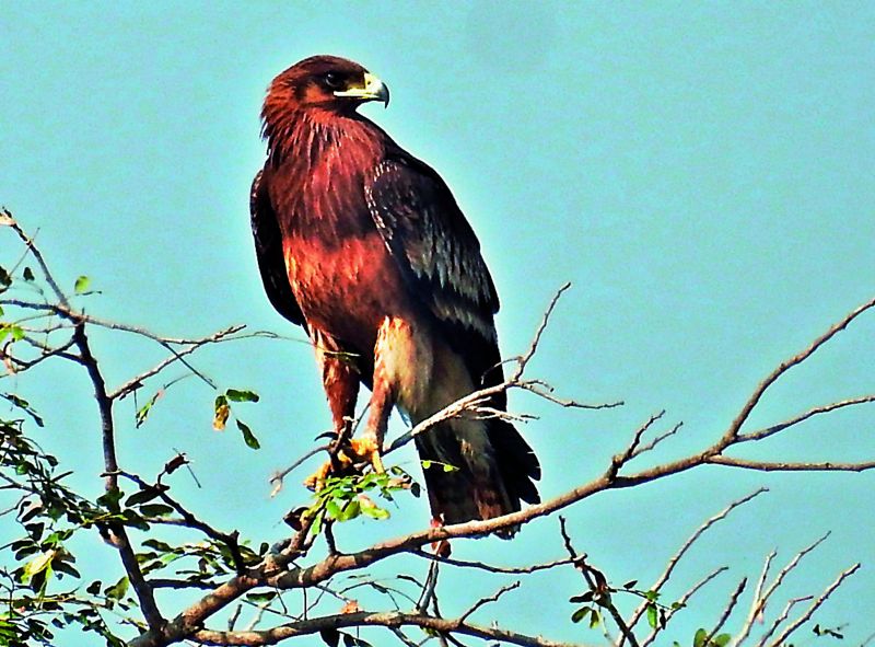 Greater Spotted eagle; photographed by Mulagala Srinivas.