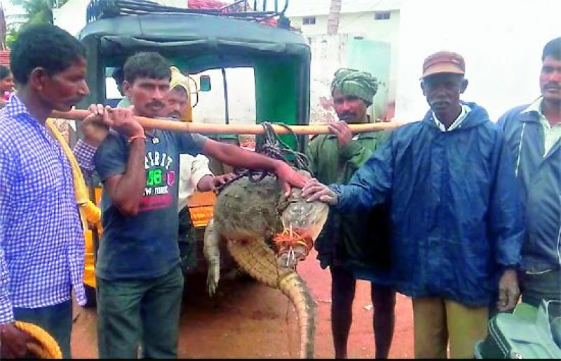 Farmers of Wanaparthy district caught a crocodile from a pond. Forest officials rescued the crocodile and released it in the waters of Jurala Project on Friday. (Photo: DC)