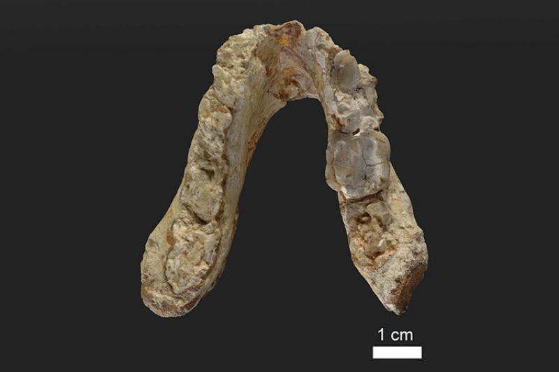 Lower jaw of the 7.175 million year old Graecopithecus freybergi (El Graeco) from Pyrgos Vassilissis, Greece (photo courtesy of Wolfgang Gerber, University of TÃ¼bingen)