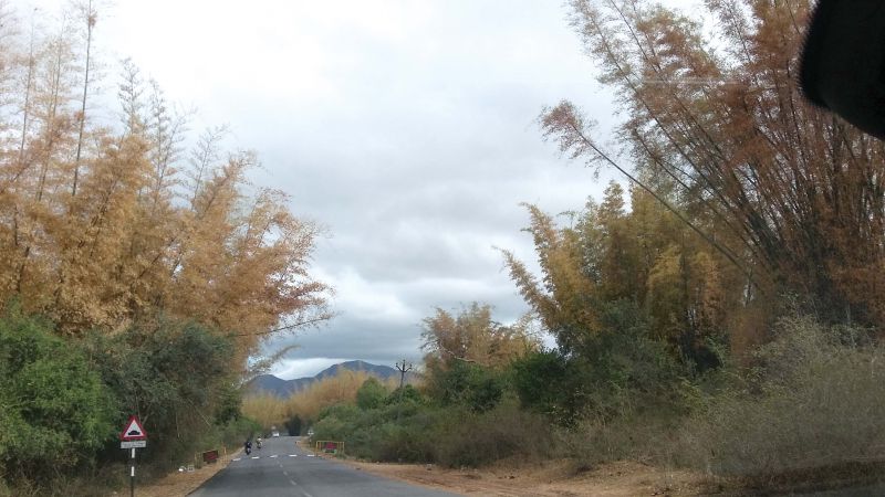 Bamboo forests in Coorg