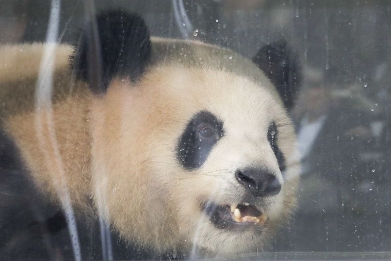 Giant panda Jiao Qing looks out of its container during a presentation after the arrival from China at the airport Schoenefeld near Berlin. (AP Photo/Markus Schreiber)