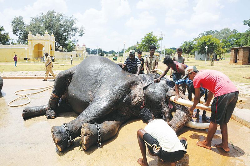 Mahouts giving a bath to a Dasara elephant in Mysuru  (Photo: DC)