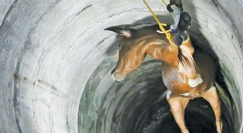 A cow being rescued from a well