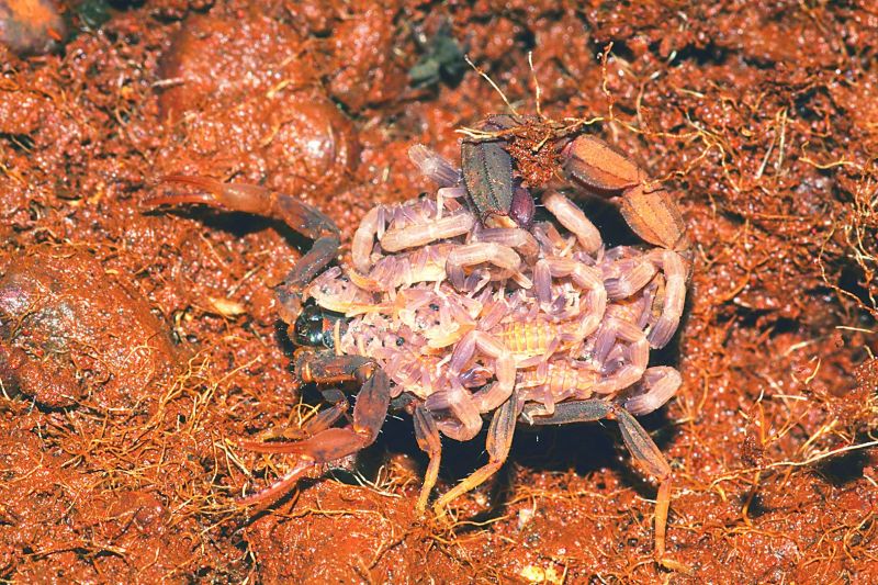A scorpion with her babies