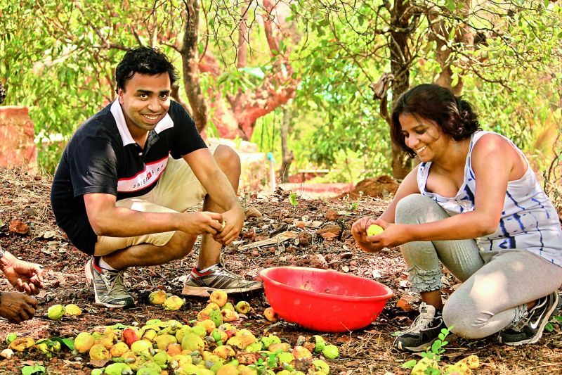Travellers collect mangoes on the Farm of Happiness.
