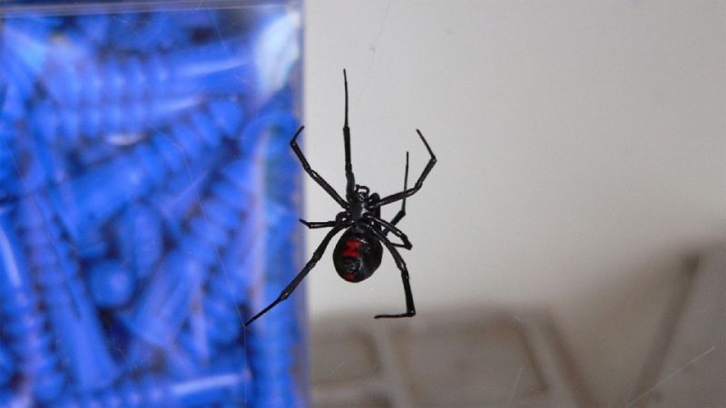 Mark Voegel was killed by his black widow spider following which the rest of his exotic pets ate him up