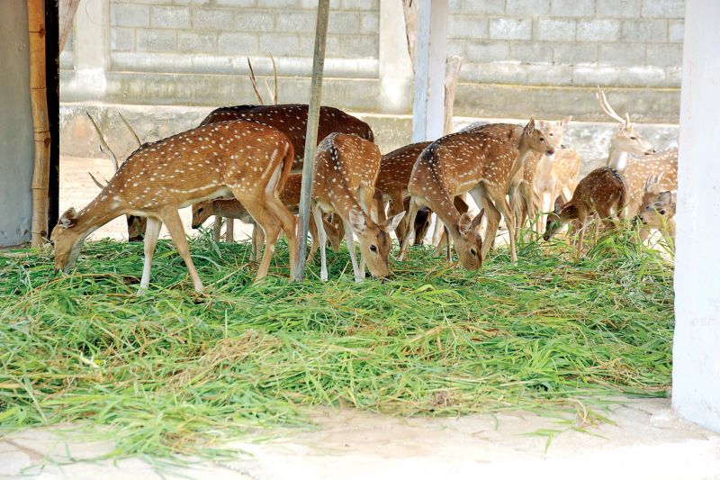 Guindy National Park