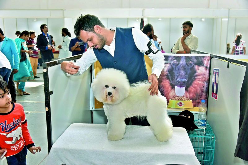 A well-groomed Bichon Freeze