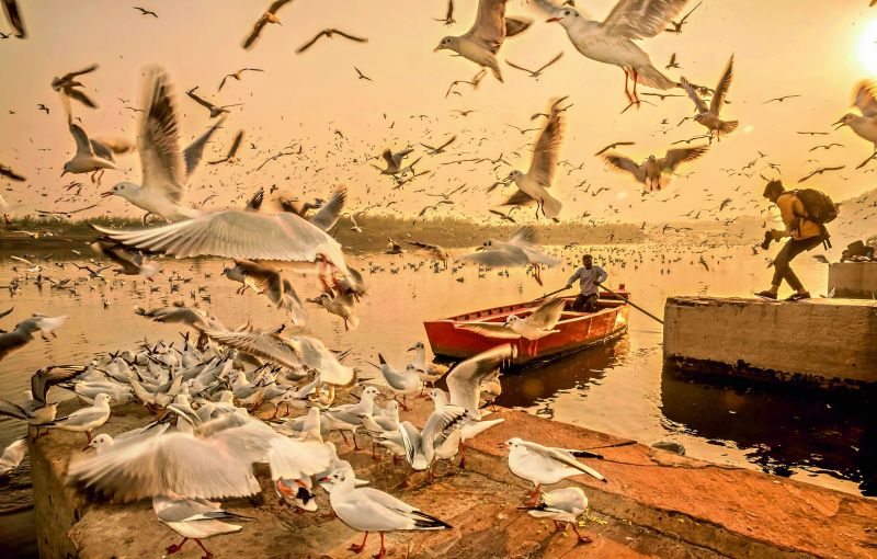 Sea gulls at the Yamuna ghat.