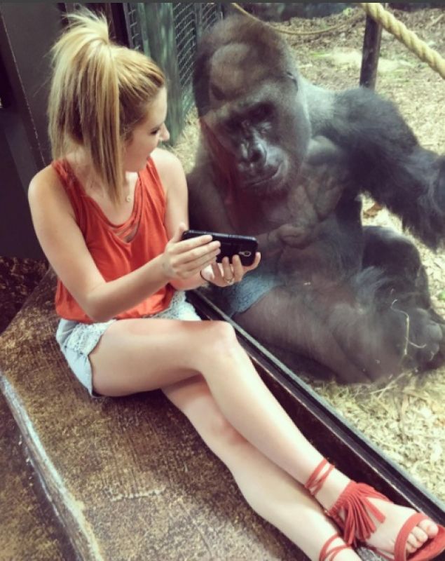 Photo of Lindsay with the gorilla at Louisiana zoo