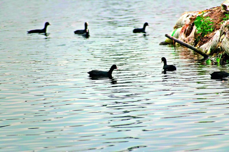 Common coot was seen on Kapra lake.