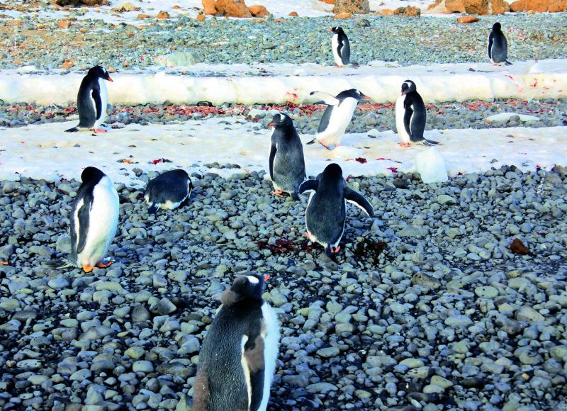 Penguin rookerie. The catastrophic molt