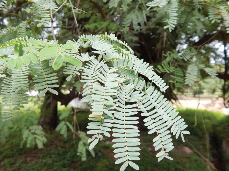 Acacia ferruginea 