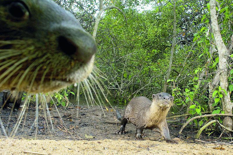  After observing the otters for a few days, a curious mother otter finally clicked a selfie, and the moment was preserved