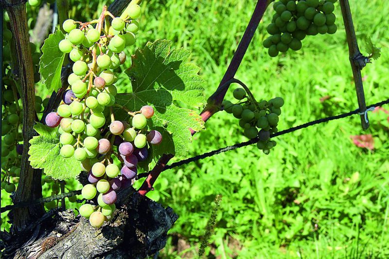Semi-raw grapes on vineyards along the way