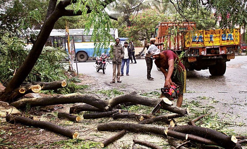 It is estimated that there are around 10 lakh trees in the city. Although a tree survey was announced in 2015 it has not taken off.