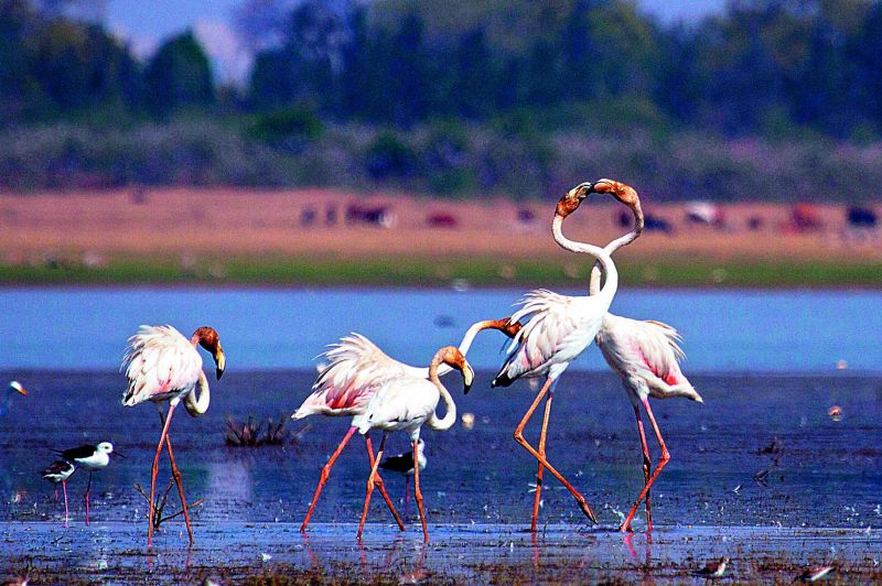  A group of flamingos clicked in their natural ambience by Asif Hussain