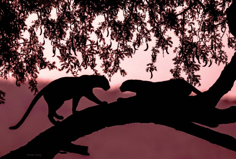 A silhouette of leopards