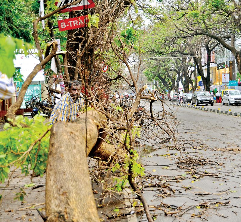 Trees and branches fell in Basavanagudi, HSR Layout, Vyalikaval, Nagarabhavi, Kadugodi, Bommanahalli, Singasandra and other areas. 