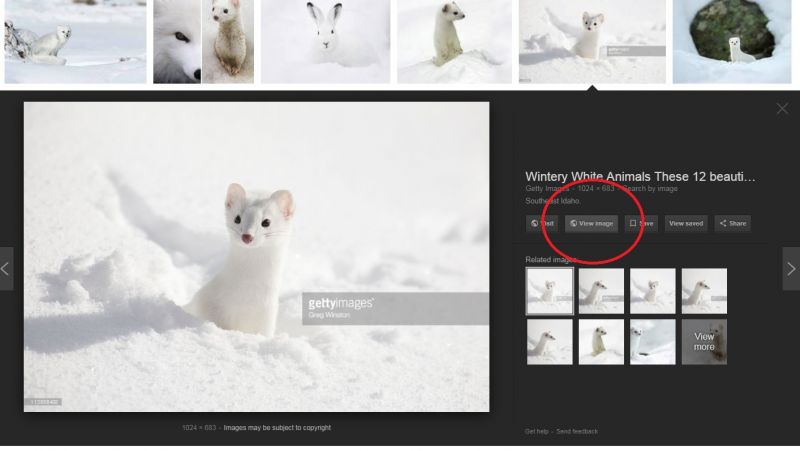 how to add view images button google images