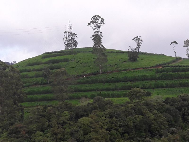 A tea garden in Sri Lanka