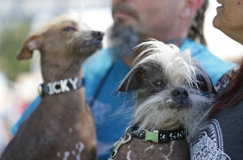 Icky, left, an unknown hairless, and Zoomer, right, a Chinese crested, both from Davis, Calif., wait to compete in the World's Ugliest Dog Contest at the Sonoma-Marin Fair Friday, June 23, 2017, in Petaluma, Calif. (AP Photo/Eric Risberg)