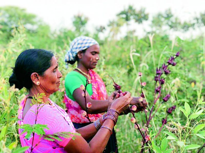 Women harvesting Jamaican rosella at the Aranya permaculture farm in Bidakkane, Telangana  