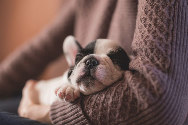 Adorable sleeping puppy (Photo: Pixabay)