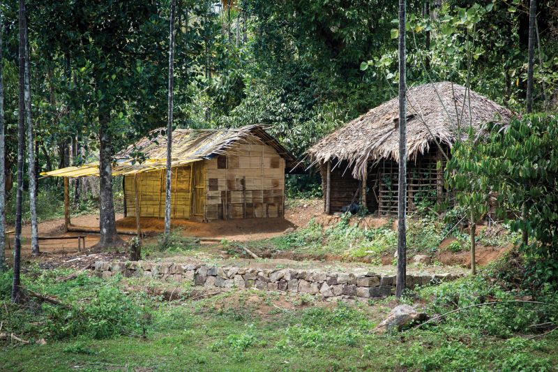 Thatched huts in the tribal village