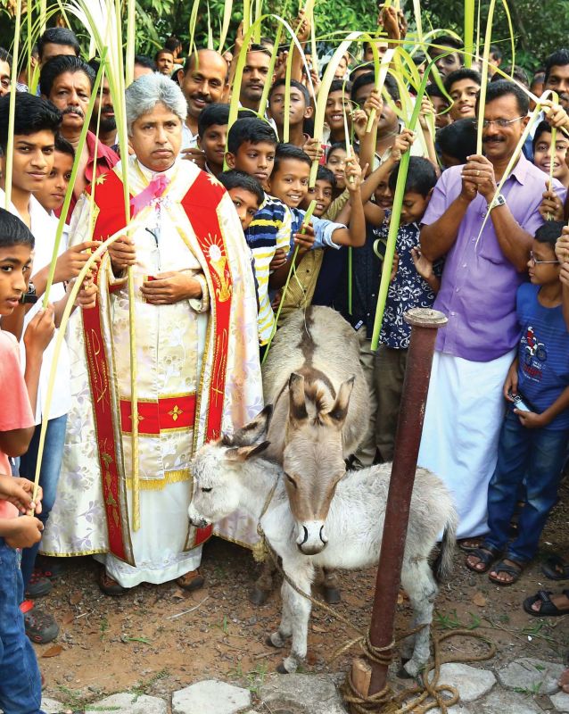 A Palm Sunday procession with donkeys being taken out at Rajagiri Christ The King Church, Sreemoolanagaram near Kochi in remembrance of the way in which Jesus Christ was paraded on the day. 	(Photo: DC)