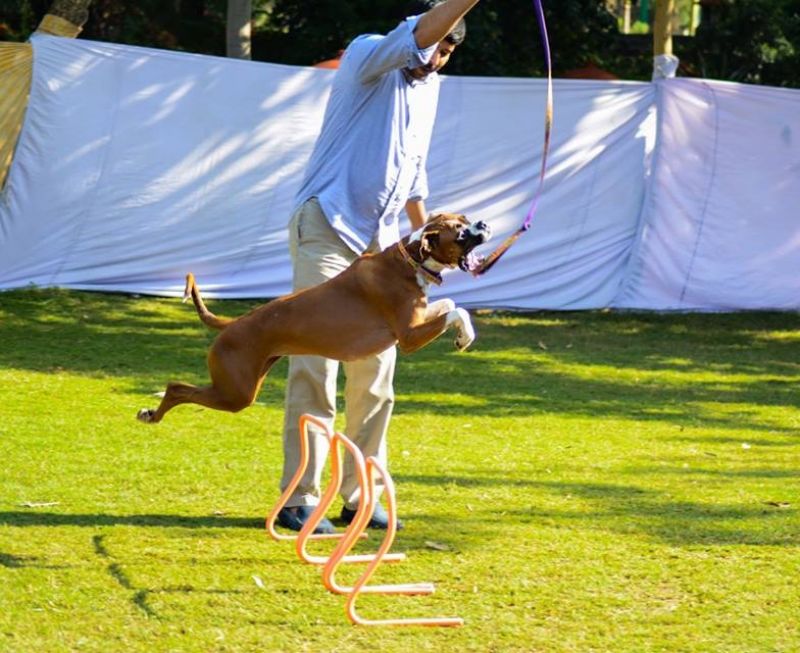 Fun dog activities are held at event.
