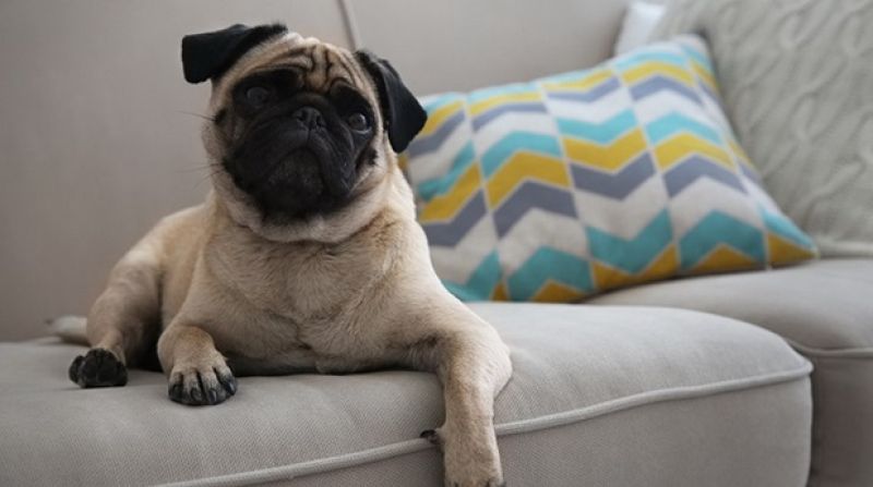  Sofas, rugs, bed linens are all prone to being stained by your pets.