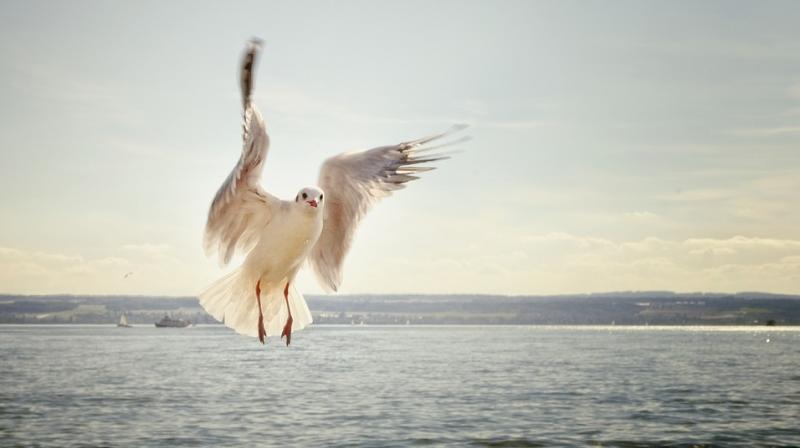 Firefighters were called to one gull behaving erratically on a roof before falling off in Lyme Regis, Dorset. (Photo: Pixabay)