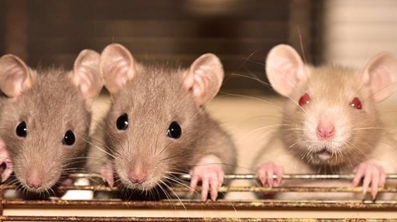 Litters of pet rats wreak havoc at ownerâ€™s home