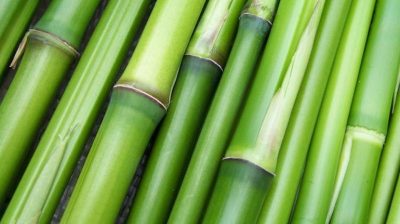 Bamboo revival gets push from Karnataka govt