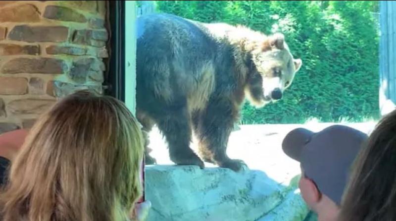 Watch: Clip of grizzly bear scratching an itch goes viral
