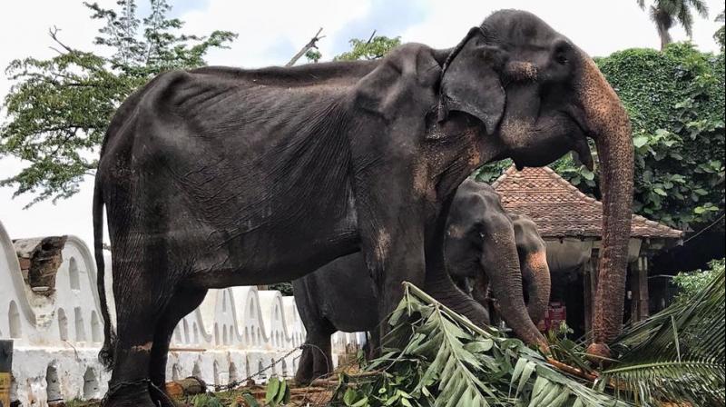70-year-old emaciated elephant paraded in Sri Lanka, she collapsed later