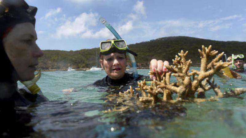 In this Friday Nov. 25, 2016, photo Australian senator Pauline Hanson listens to marine scientist Alison Jones, left, as she displays a piece of coral on the Great Barrier Reef off Great Keppel Island, Queensland, Australia. Australian scientists say warming oceans year 2016 have caused the biggest die-off of corals ever recorded on Australias Great Barrier Reef. The Australian Research Council Centre of Excellence for Coral Reef Studies said Tuesday, Nov. 29, 2016, that the worst-affected area was a 700-kilometer (400-mile) swath in the north of the World Heritage-listed 2,300-kilometer (1,400-mile) chain of reefs off Australias northeast coast. (Dan Peled, AAP Image via AP)
