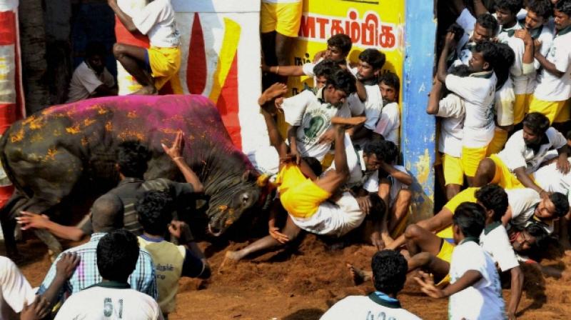 Police said two persons were killed and 28 injured when they were gored by a bull during Jallikattu at Rapoosal in which several bulls were used and many sportsmen participated. (Photo: PTI)
