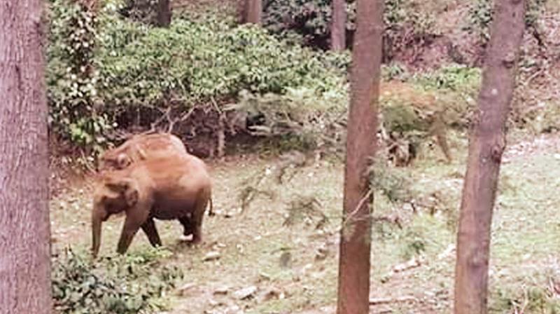 Wild jumbos, a threat to tourists too in Ooty