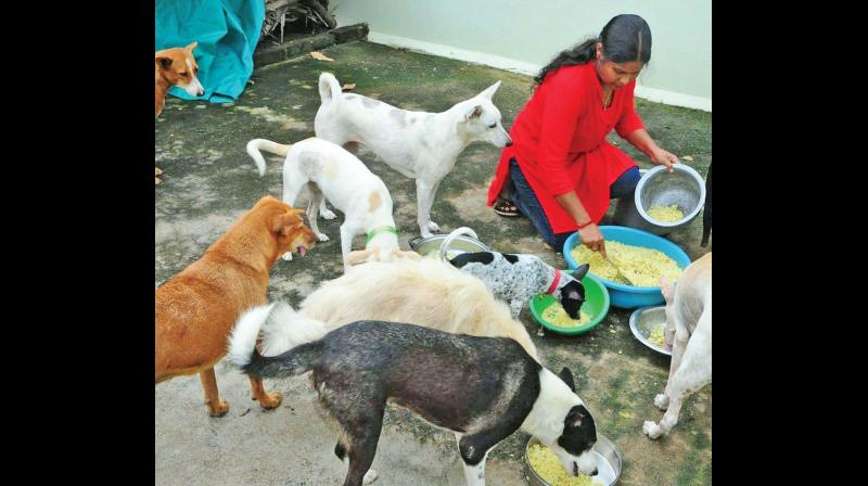 Mannargudi: Girl spurns marriage to take care of stray animals