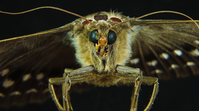 Inspired by the nanostructures found on moth eyes, researchers have developed a new antireflection film that could keep people from having to run to the shade to look at their mobile devices. (Representational image)