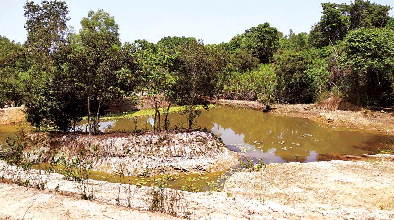 Shivamogga: Dying lake gets new life