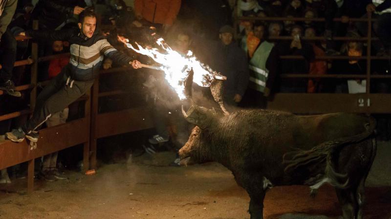 Spain: Medinaceli celebrates fiery ancient tradition Toro de Jubilo
