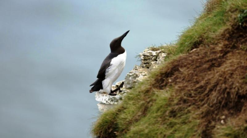 High winds and stormy winter seas could affect guillemots feeding patterns, experts said. (Photo: AFP)