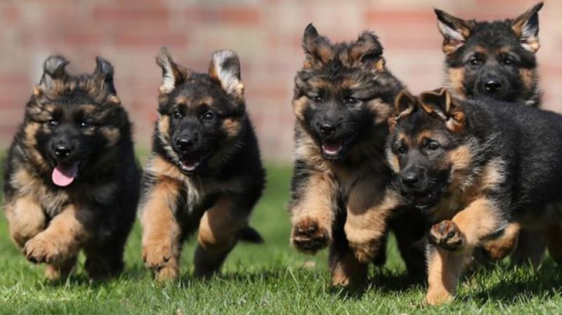 Sri Lankan woman gifts five pet dogs to army for bomb detection training