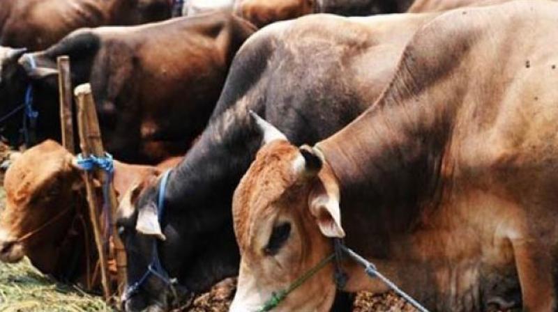 Research into cow pee benefits stuck