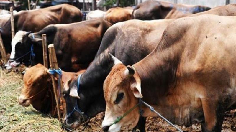 Unfortunately, many cattle are getting affected day by day and a strong remedy is needed (Photo: AFP)